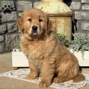 Iggy, Golden Retriever Puppy