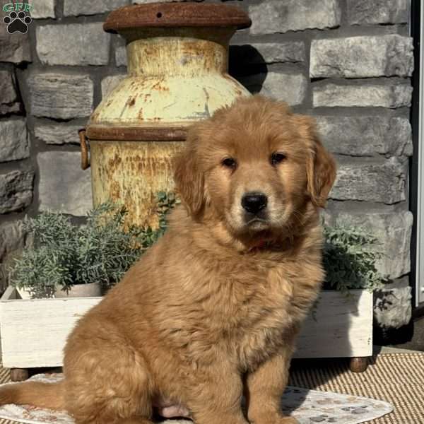 Iggy, Golden Retriever Puppy