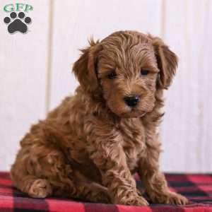 Cooper, Mini Goldendoodle Puppy