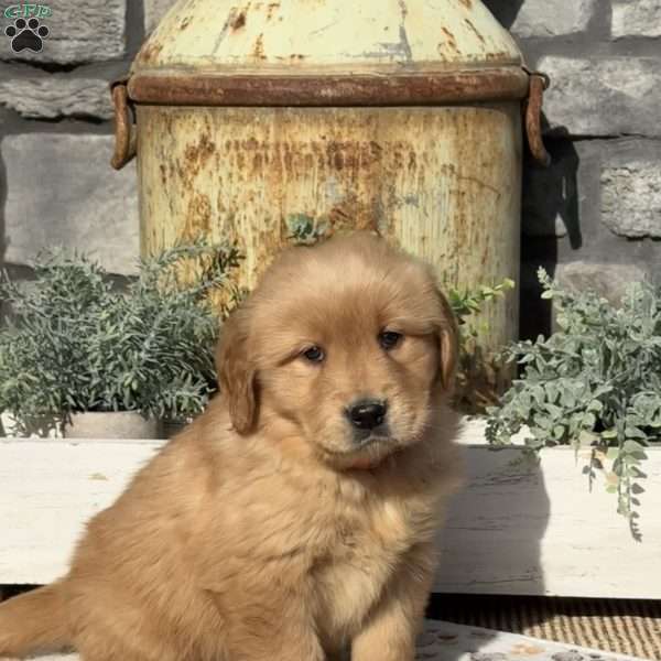 Ashley, Golden Retriever Puppy