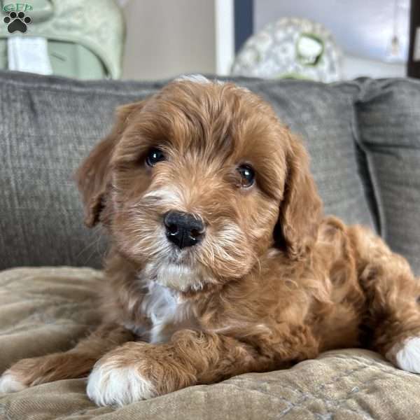 Starlight, Mini Bernedoodle Puppy
