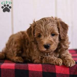Cooper, Mini Goldendoodle Puppy