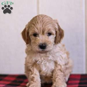 Copy of Toby, Mini Goldendoodle Puppy