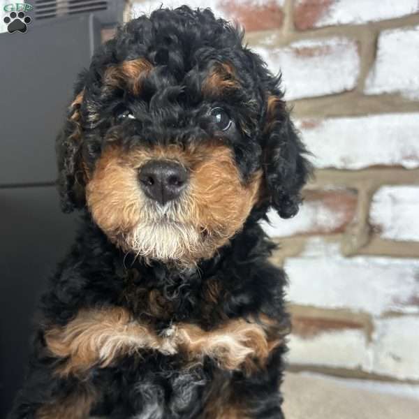 Jack, Mini Bernedoodle Puppy