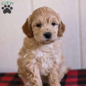 Copy of Toby, Mini Goldendoodle Puppy