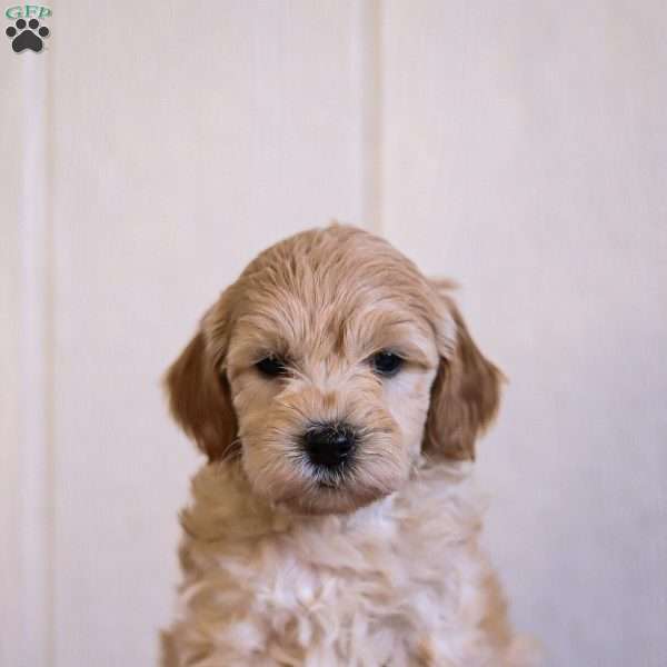 Copy of Toby, Mini Goldendoodle Puppy