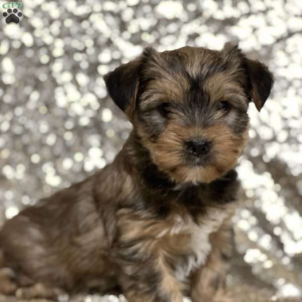 Camille, Shorkie Puppy
