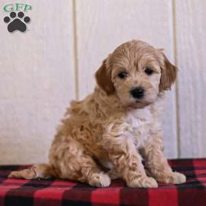 Copy of Toby, Mini Goldendoodle Puppy