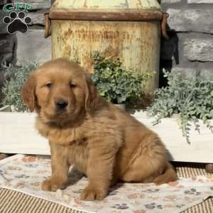 Axel, Golden Retriever Puppy