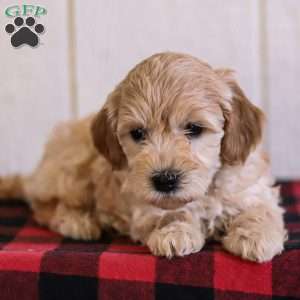 Copy of Toby, Mini Goldendoodle Puppy