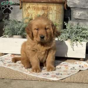 Axel, Golden Retriever Puppy