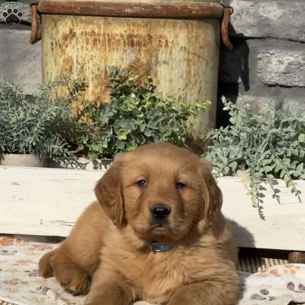 Axel, Golden Retriever Puppy