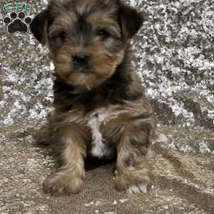 Camille, Shorkie Puppy