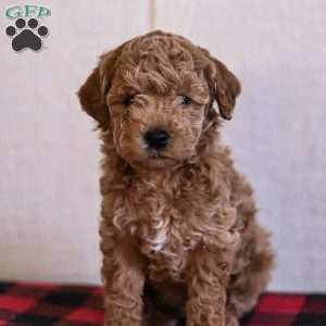 Toby, Mini Goldendoodle Puppy