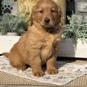 Alfonso, Golden Retriever Puppy