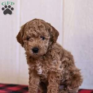Toby, Mini Goldendoodle Puppy