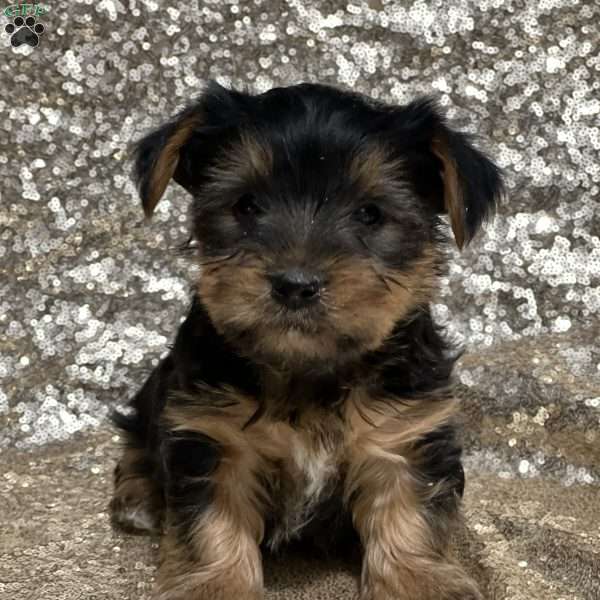 Chewy, Shorkie Puppy