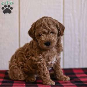 Toby, Mini Goldendoodle Puppy