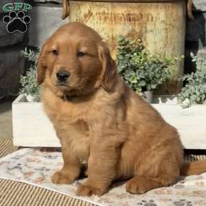 Alfonso, Golden Retriever Puppy