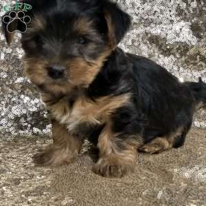 Chewy, Shorkie Puppy