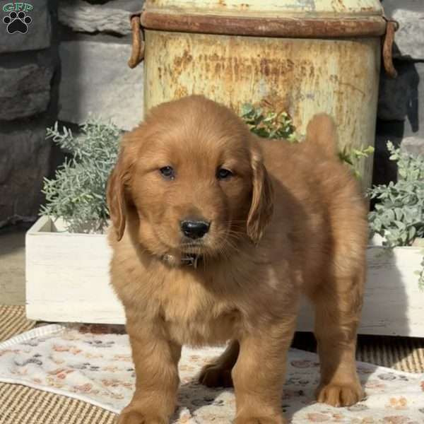 Alfonso, Golden Retriever Puppy