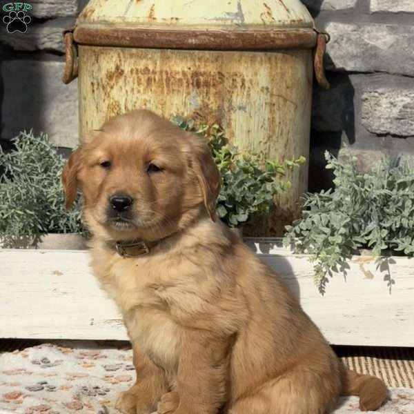 Alvin, Golden Retriever Puppy