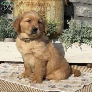 Alvin, Golden Retriever Puppy