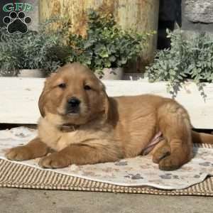 Alvin, Golden Retriever Puppy