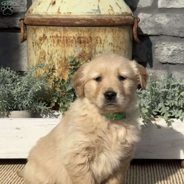 Porkchop, Golden Retriever Puppy