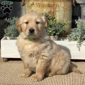 Porkchop, Golden Retriever Puppy