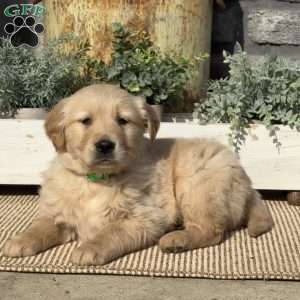 Porkchop, Golden Retriever Puppy