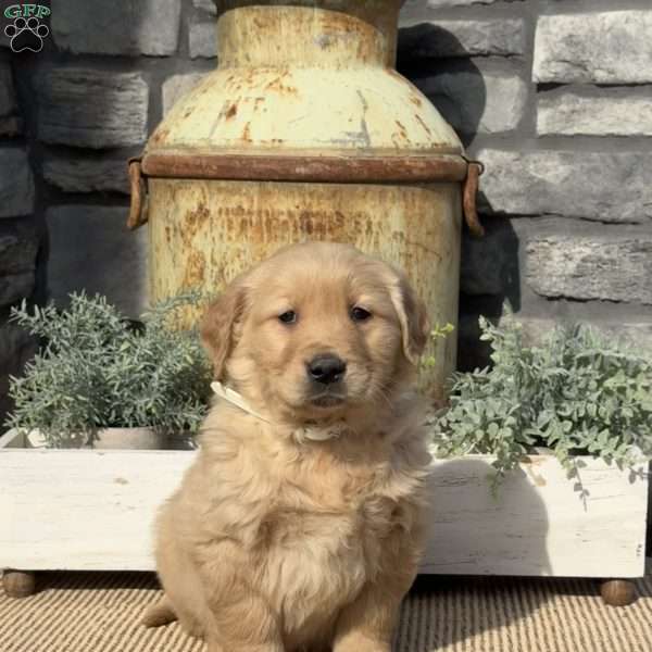 Pretzel, Golden Retriever Puppy