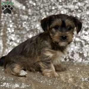 Connor, Shorkie Puppy