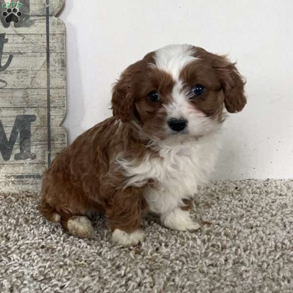 Sammie, Cavapoo Puppy