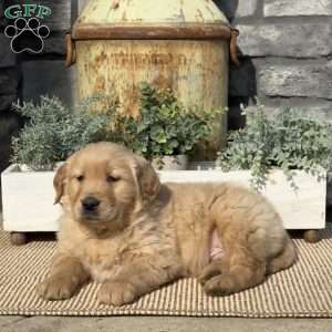 Pretzel, Golden Retriever Puppy
