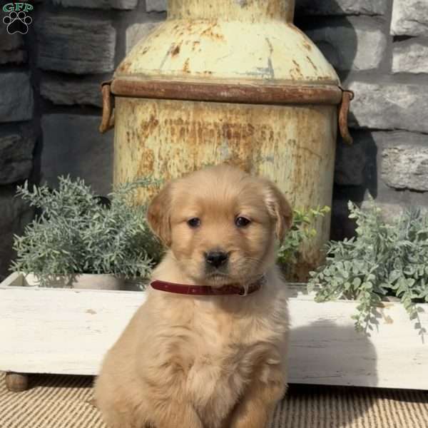 Polly, Golden Retriever Puppy