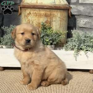 Polly, Golden Retriever Puppy