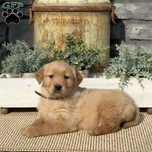 Polly, Golden Retriever Puppy