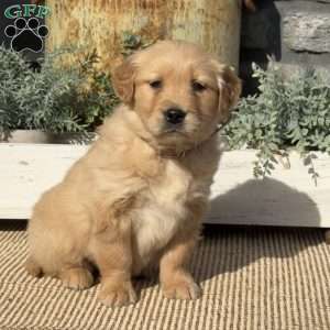 Penny, Golden Retriever Puppy