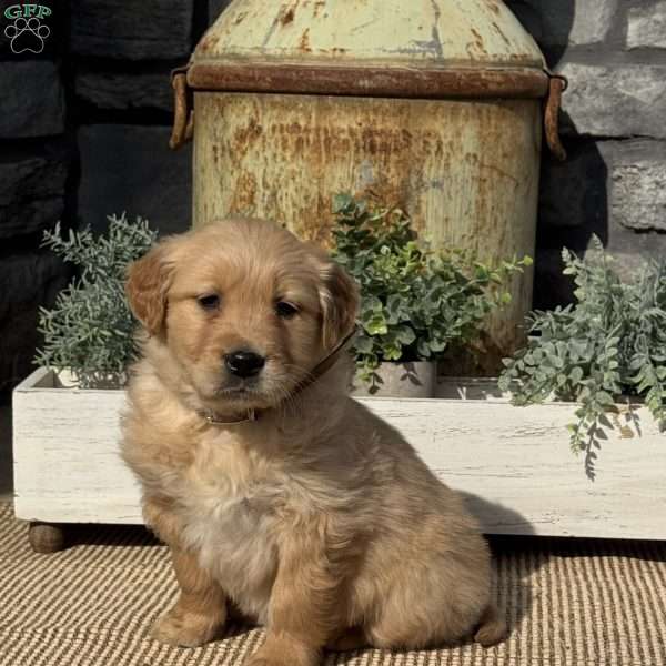 Penny, Golden Retriever Puppy