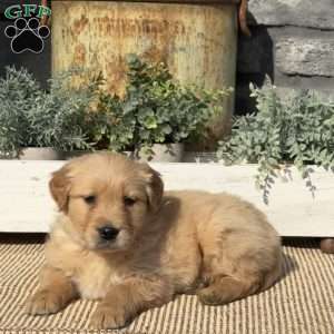 Penny, Golden Retriever Puppy