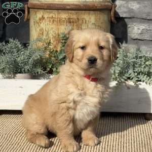 Peanut, Golden Retriever Puppy