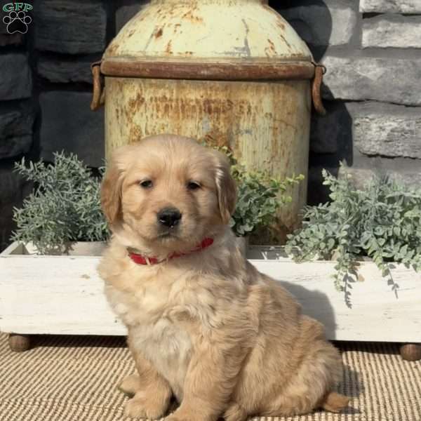 Peanut, Golden Retriever Puppy