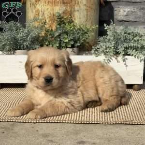 Peanut, Golden Retriever Puppy