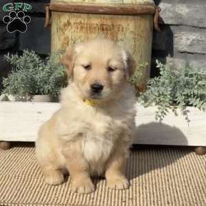 Pepperoni, Golden Retriever Puppy