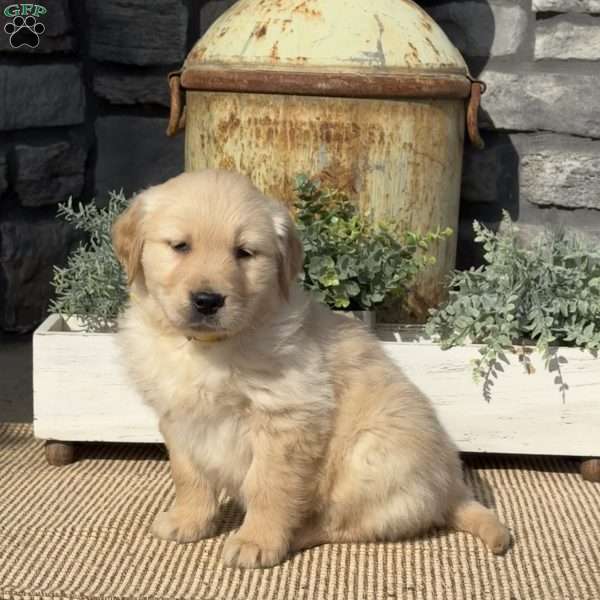 Pepperoni, Golden Retriever Puppy