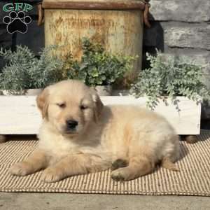 Pepperoni, Golden Retriever Puppy