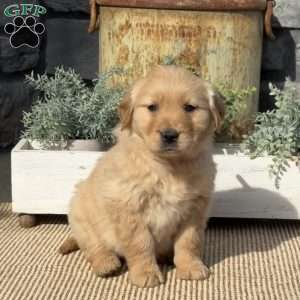 Pinky, Golden Retriever Puppy