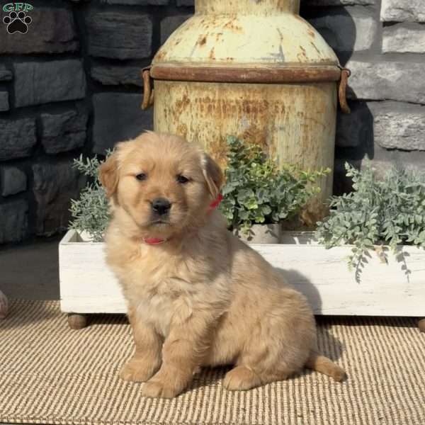 Pinky, Golden Retriever Puppy