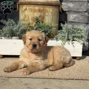 Pinky, Golden Retriever Puppy